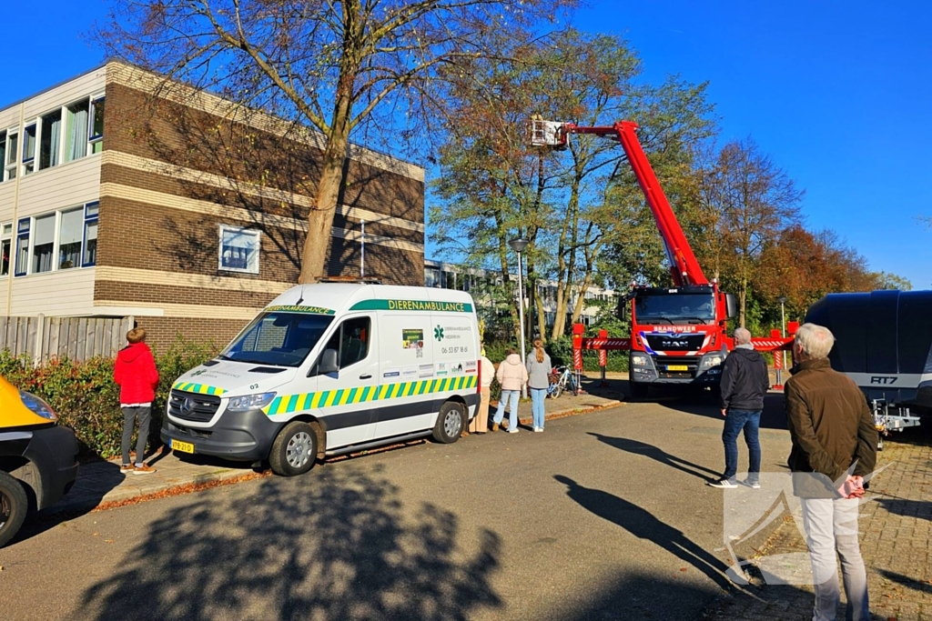 Poes Silvi door brandweer en dierenambulance gered uit boom