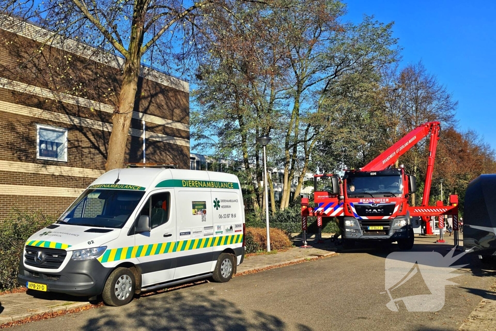 Poes Silvi door brandweer en dierenambulance gered uit boom