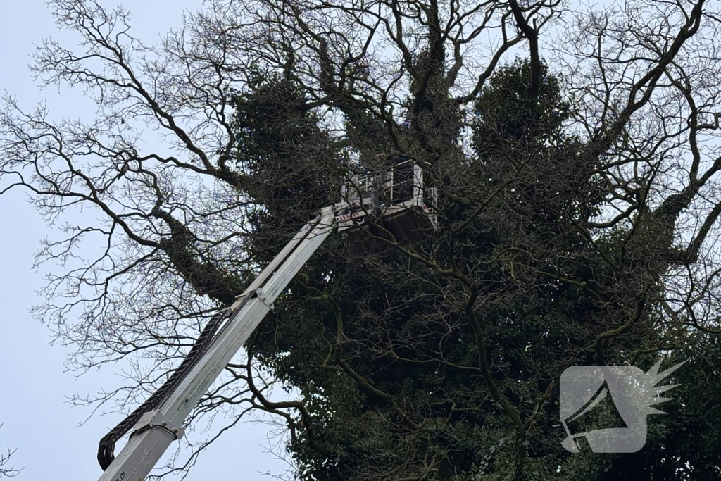 Boomverzorger Jaap redt kat na wekenlang avontuur