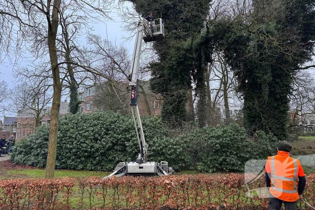 Boomverzorger Jaap redt kat na wekenlang avontuur