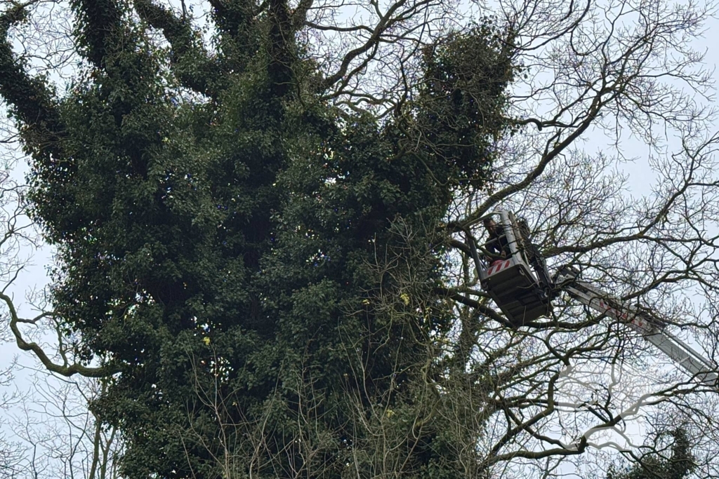 Boomverzorger Jaap redt kat na wekenlang avontuur