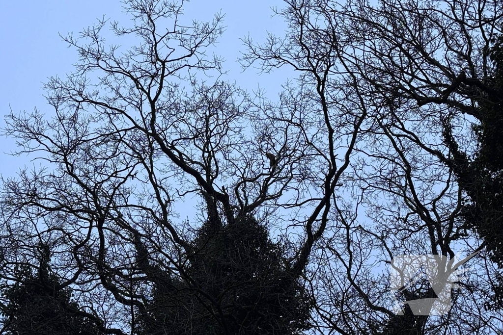 Boomverzorger Jaap redt kat na wekenlang avontuur