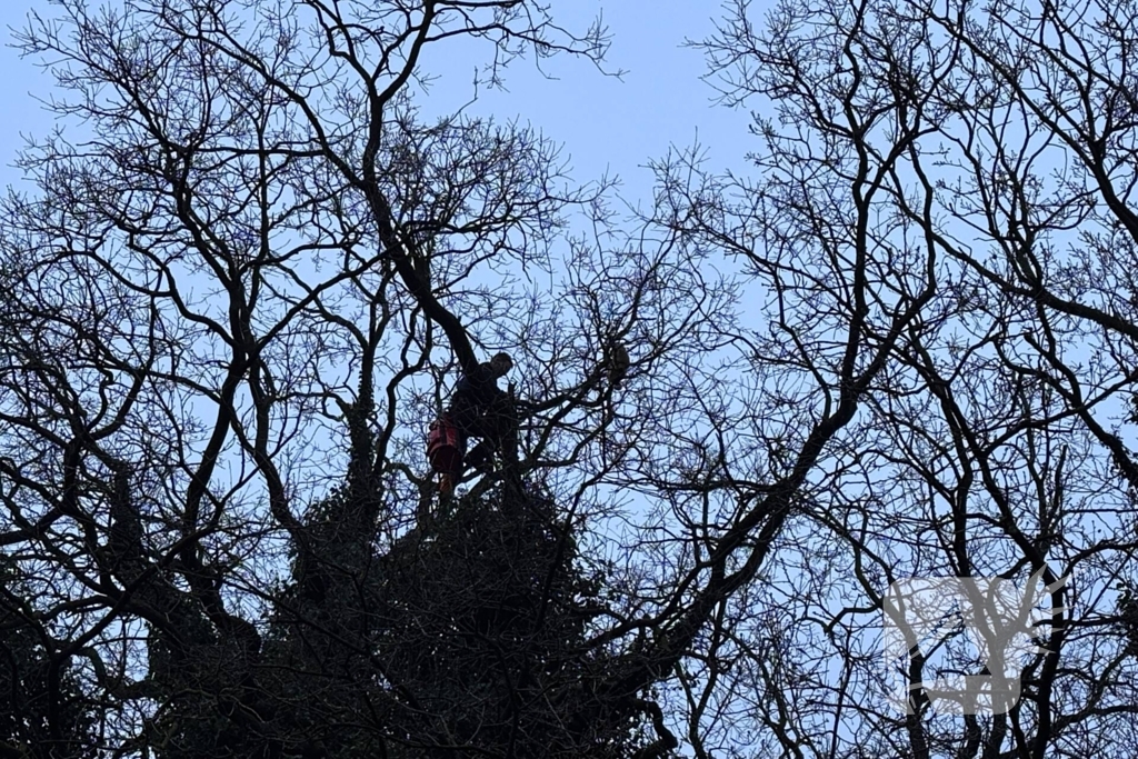Boomverzorger Jaap redt kat na wekenlang avontuur
