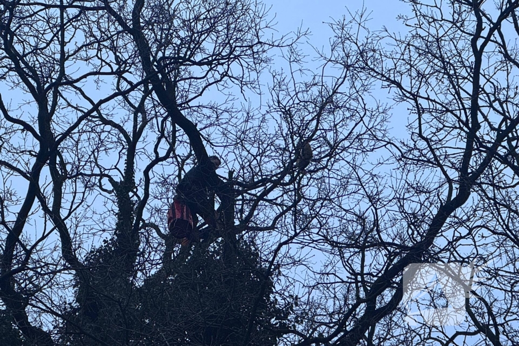 Boomverzorger Jaap redt kat na wekenlang avontuur