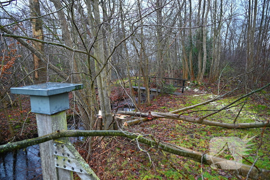 Persoon geraakt door vallende boom