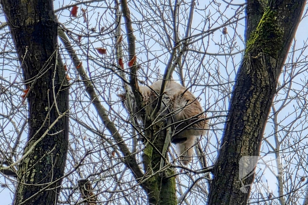 Hoogwerker ingezet om kat uit boom te halen