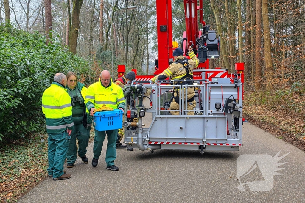 Hoogwerker ingezet om kat uit boom te halen