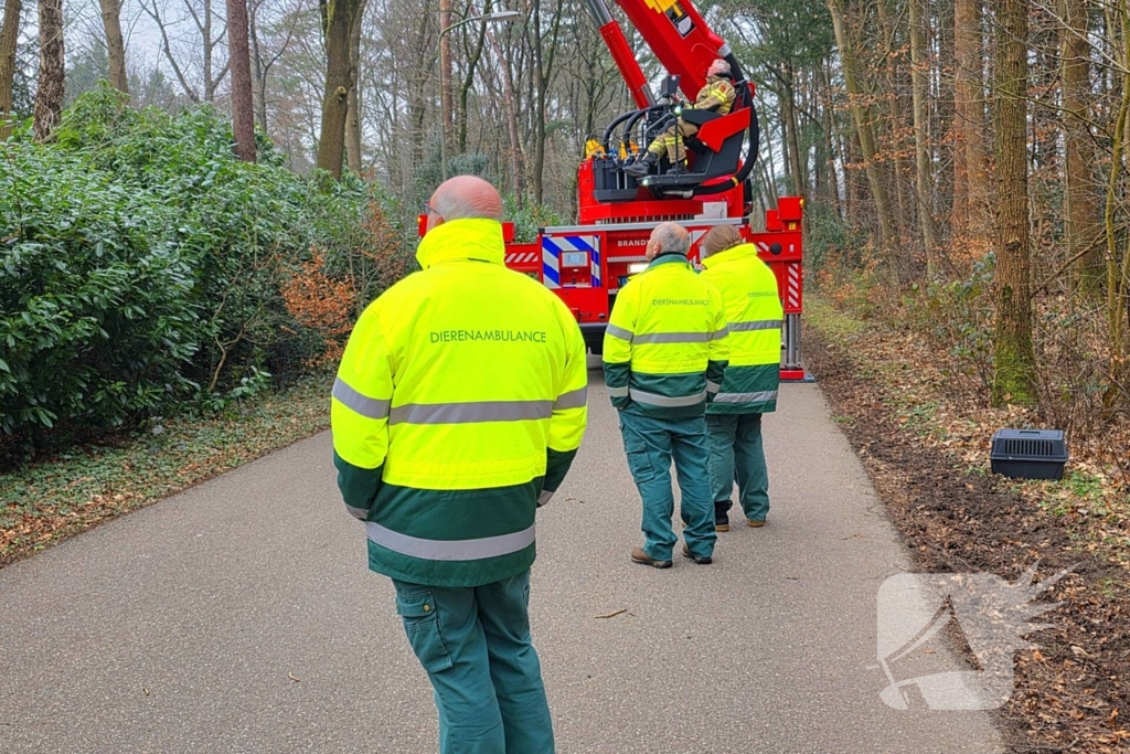 Hoogwerker ingezet om kat uit boom te halen