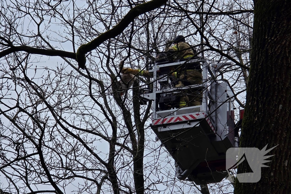 Hoogwerker ingezet om kat uit boom te halen