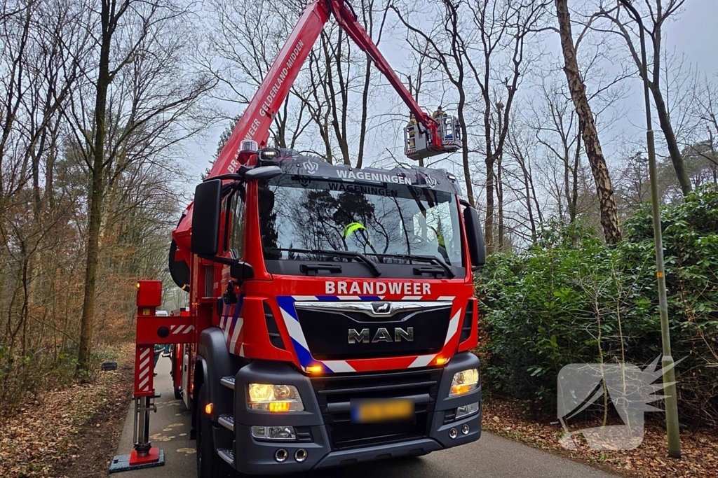 Hoogwerker ingezet om kat uit boom te halen