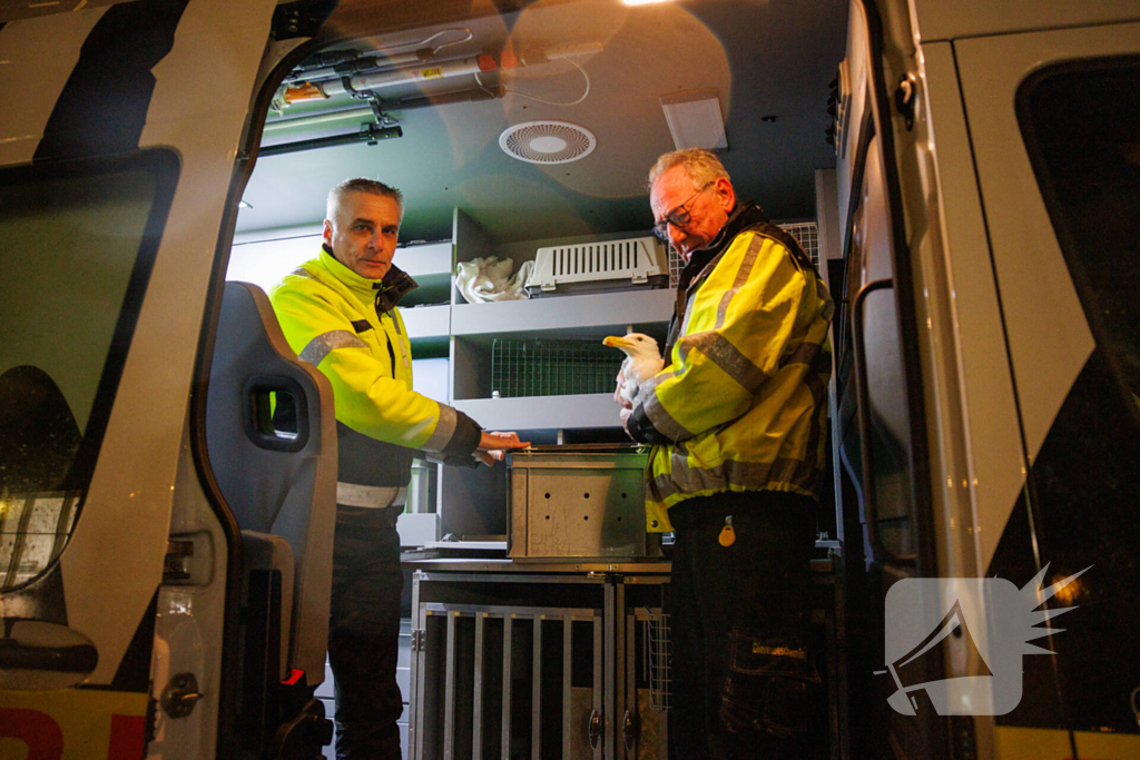 Meeuw komt vast te zitten op balkon