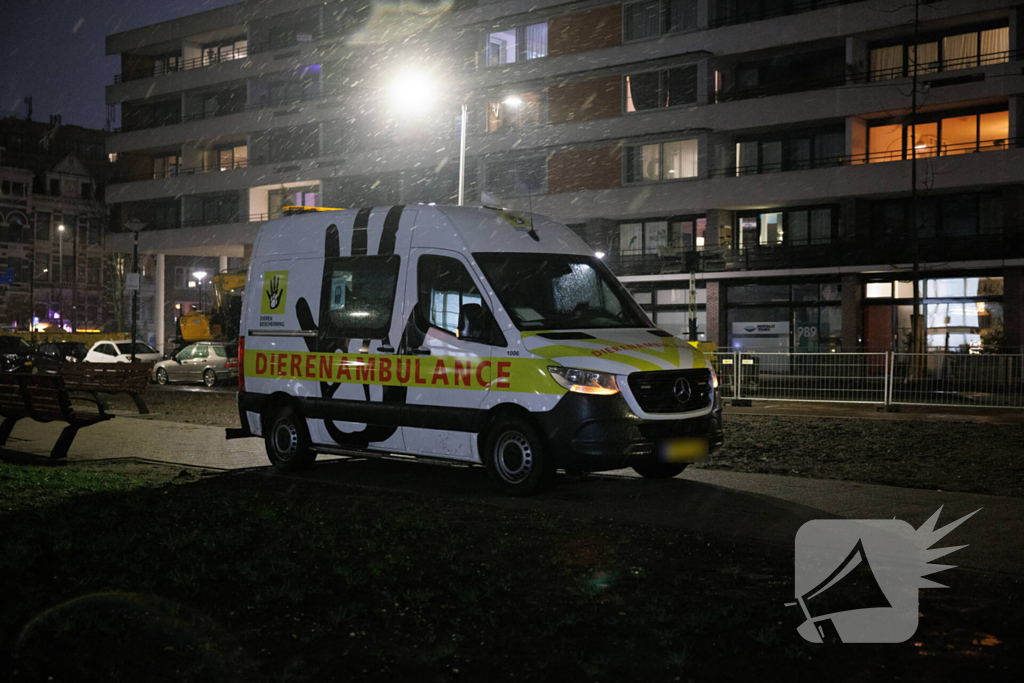 Meeuw komt vast te zitten op balkon