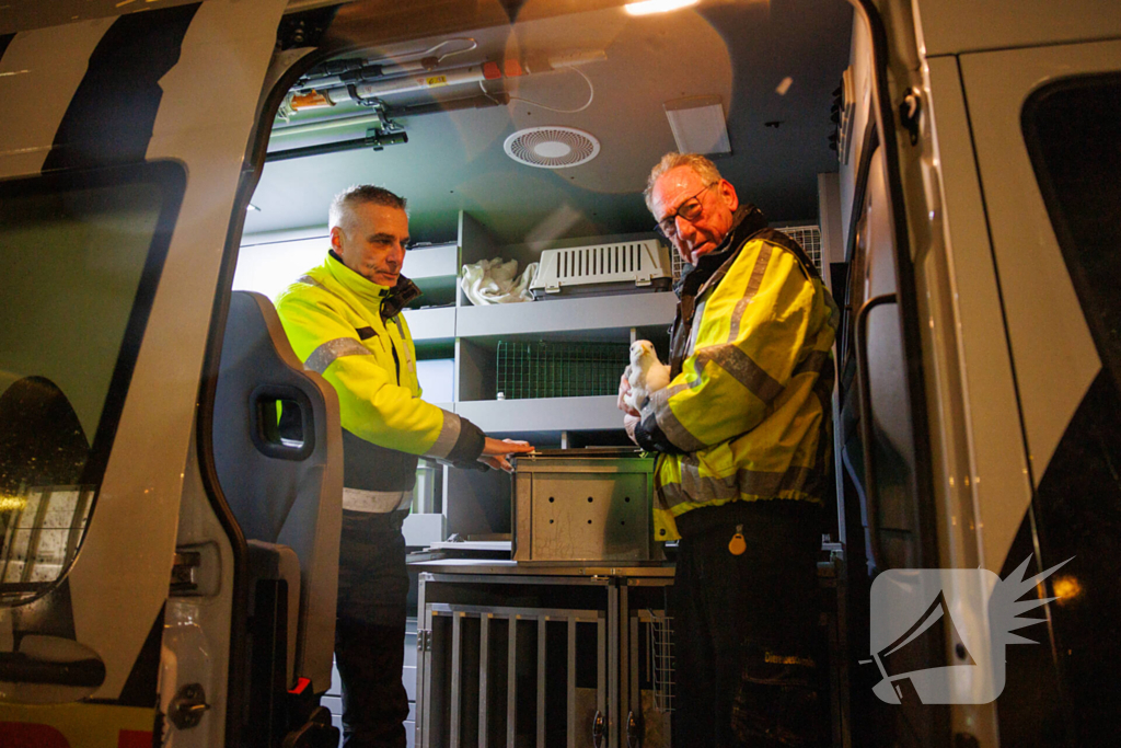 Meeuw komt vast te zitten op balkon