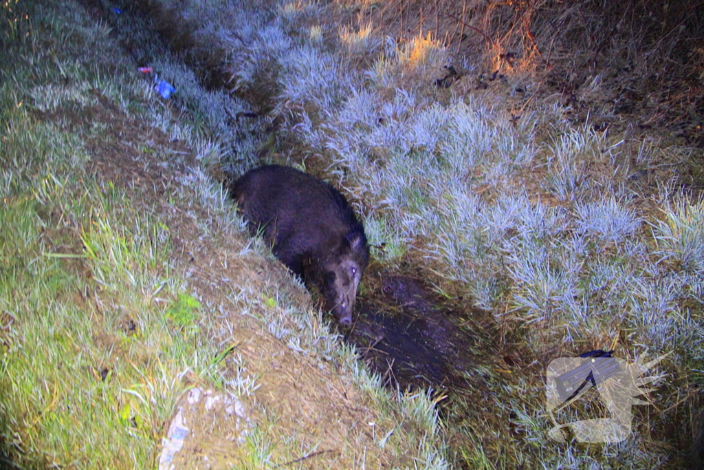 Wilde zwijnen sterven na aanrijding met voertuigen