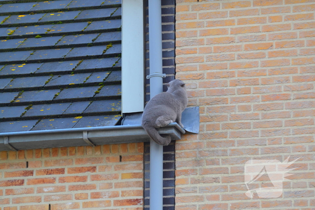 Kat veilig van dak gehaald