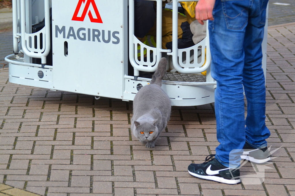 Kat veilig van dak gehaald