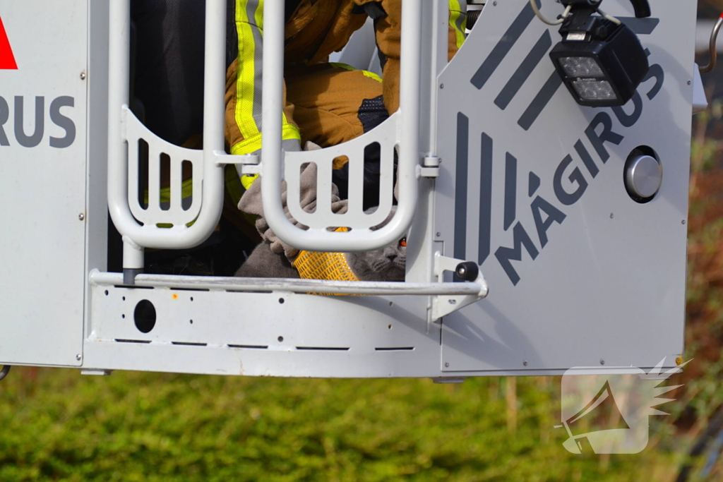 Kat veilig van dak gehaald