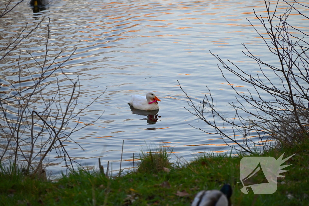 Eend gevlogen tijdens reddingsactie