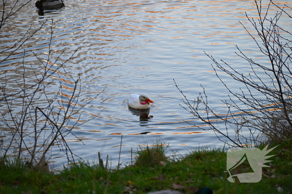 Eend gevlogen tijdens reddingsactie