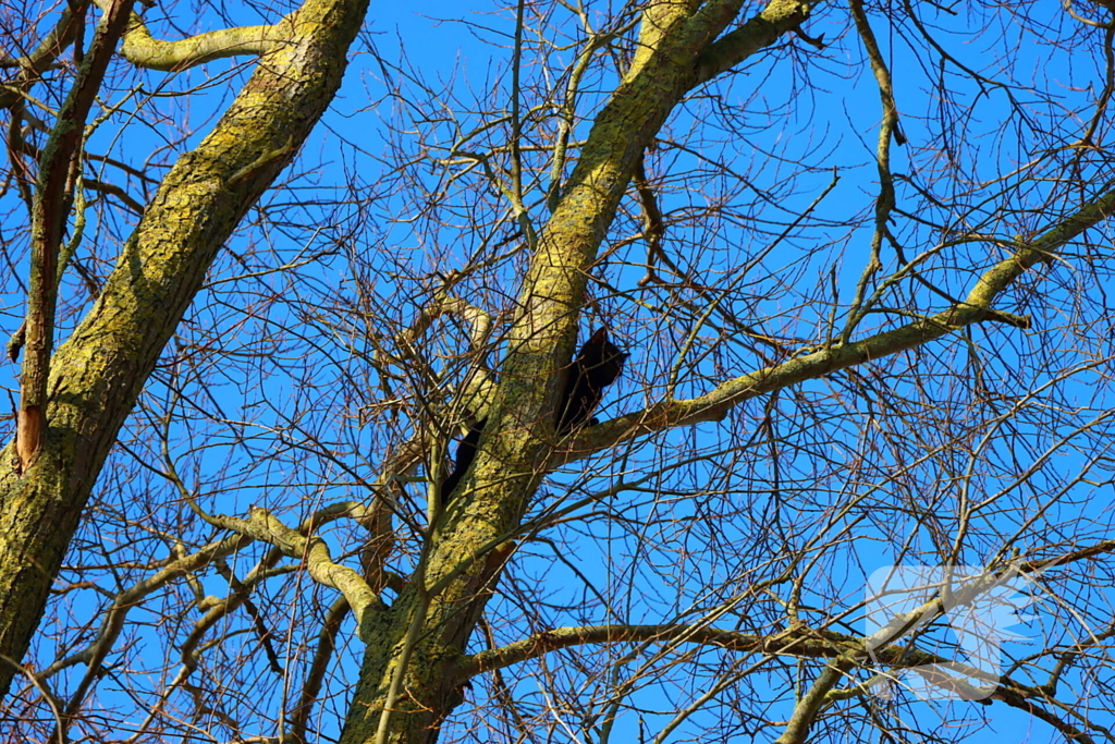 Dierenambulance en brandweer helpen kat uit boom