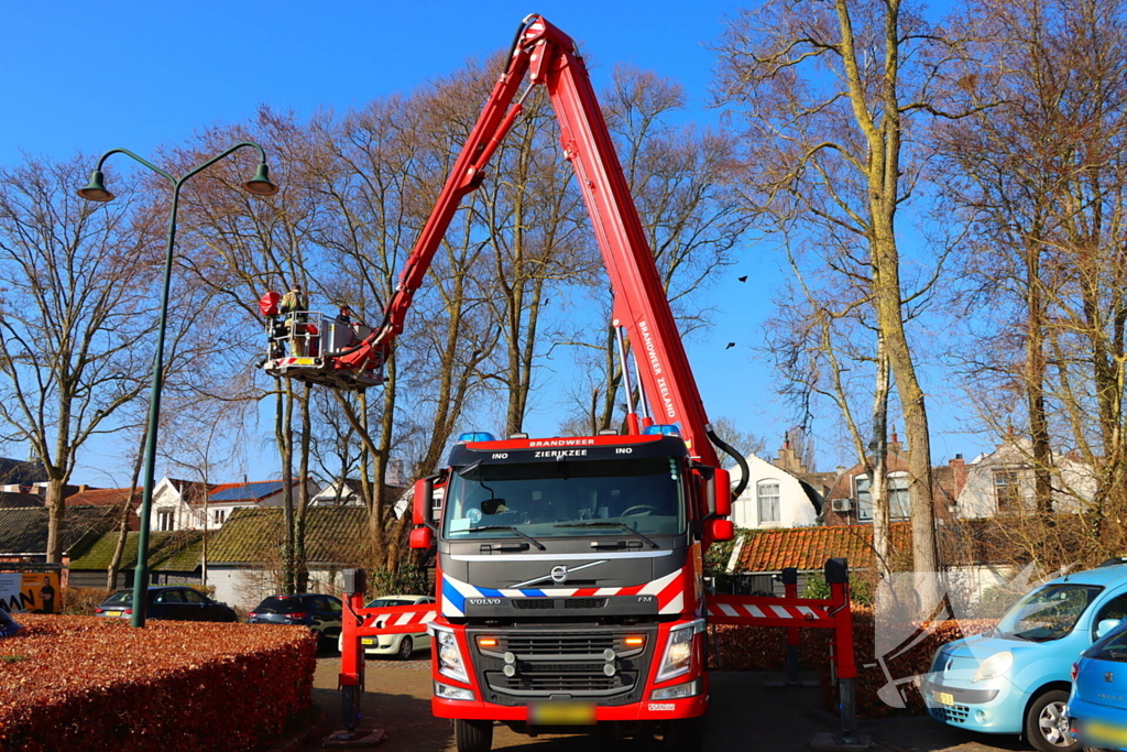 Dierenambulance en brandweer helpen kat uit boom