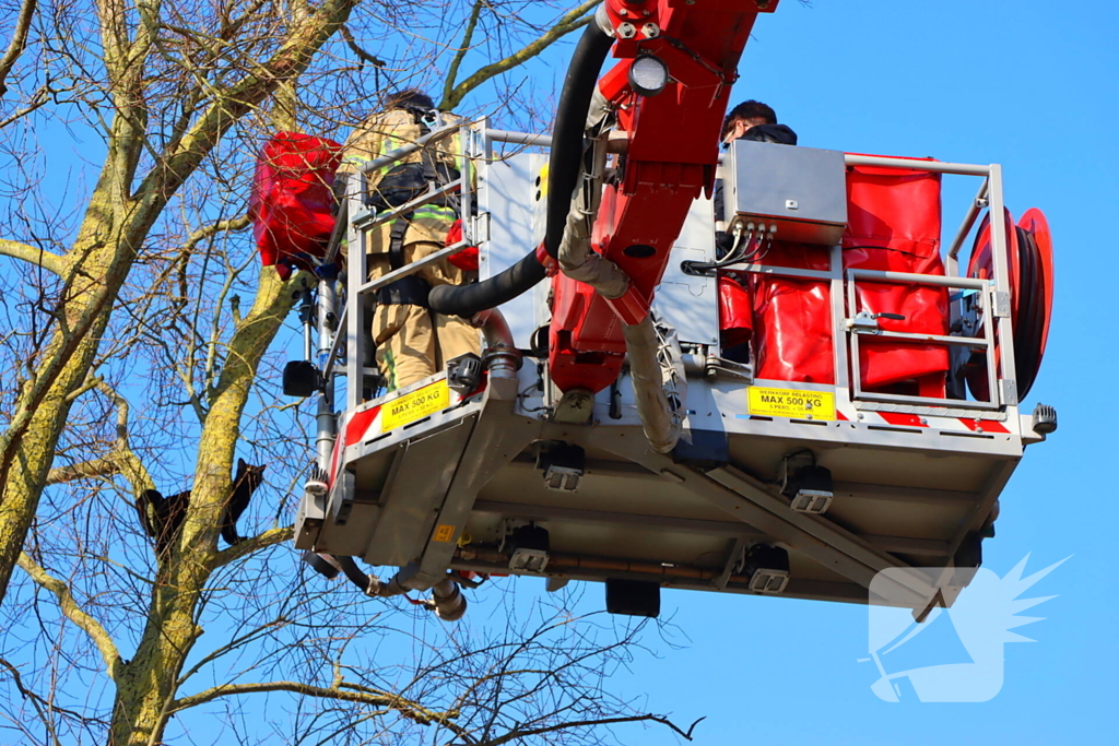 Dierenambulance en brandweer helpen kat uit boom