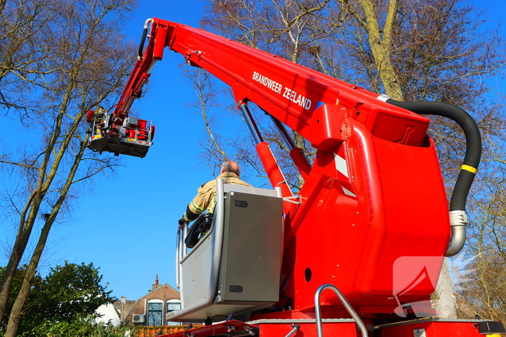 Dierenambulance en brandweer helpen kat uit boom