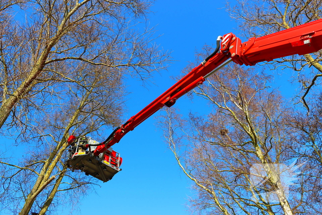 Dierenambulance en brandweer helpen kat uit boom
