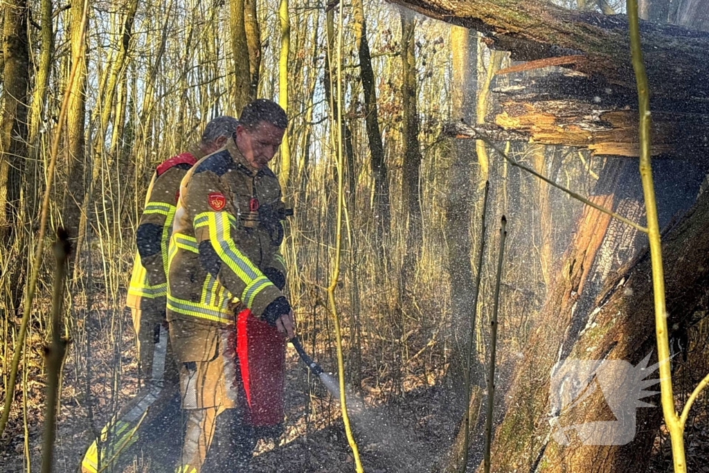 Brand gesticht in boomstronk