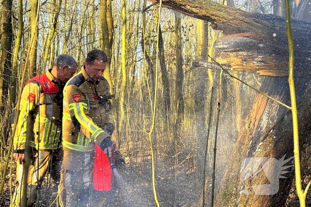 Brand gesticht in boomstronk