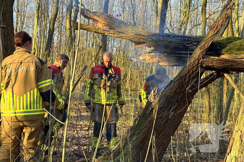 Brand gesticht in boomstronk