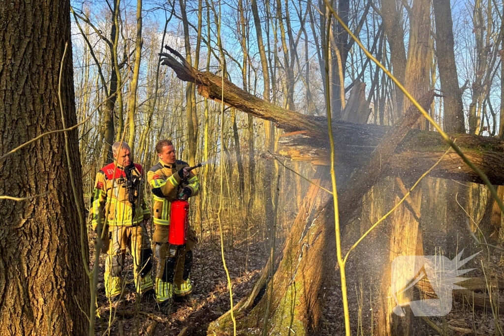 Brand gesticht in boomstronk