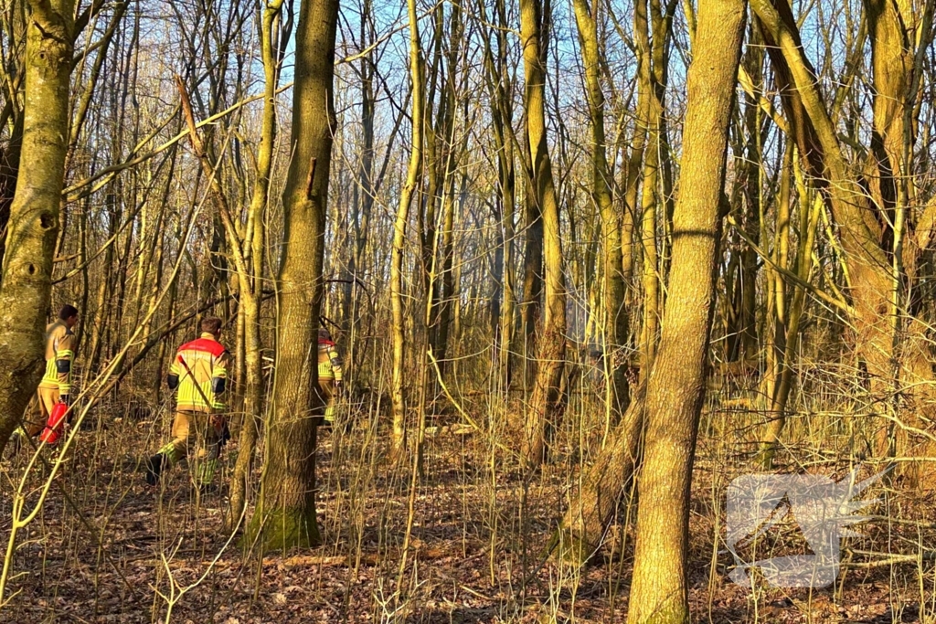 Brand gesticht in boomstronk
