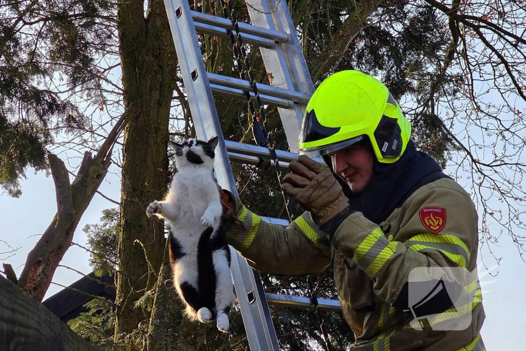 Coco veilig terug bij baasje