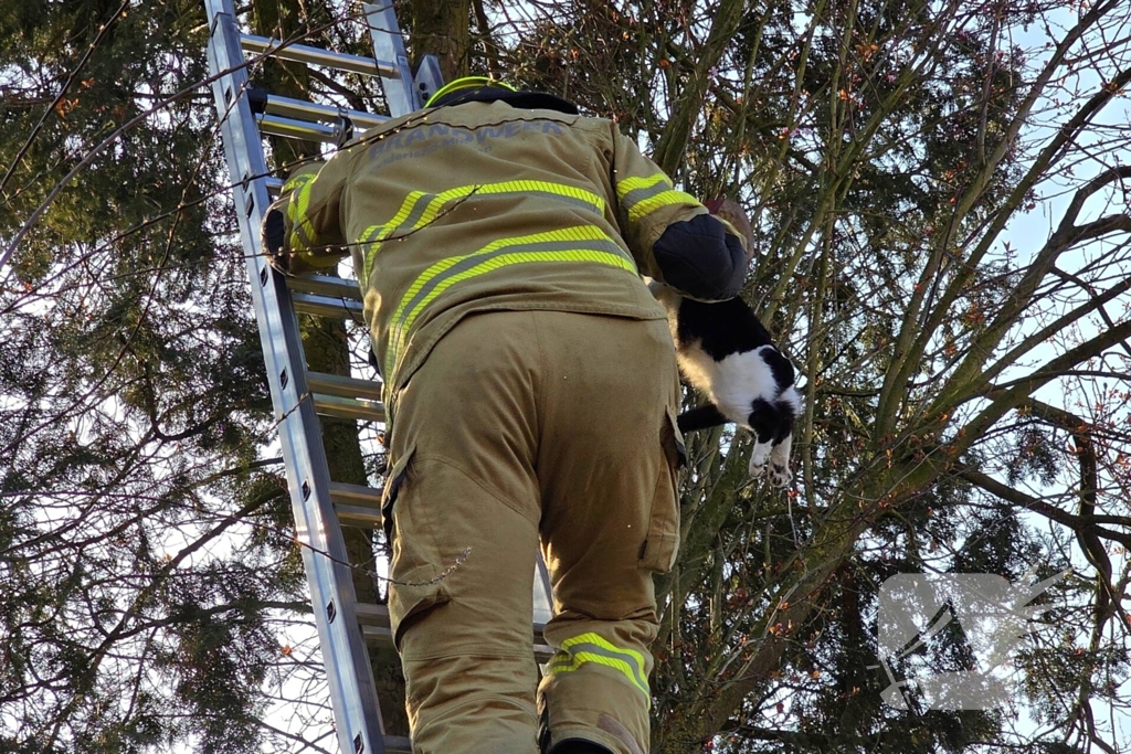 Coco veilig terug bij baasje