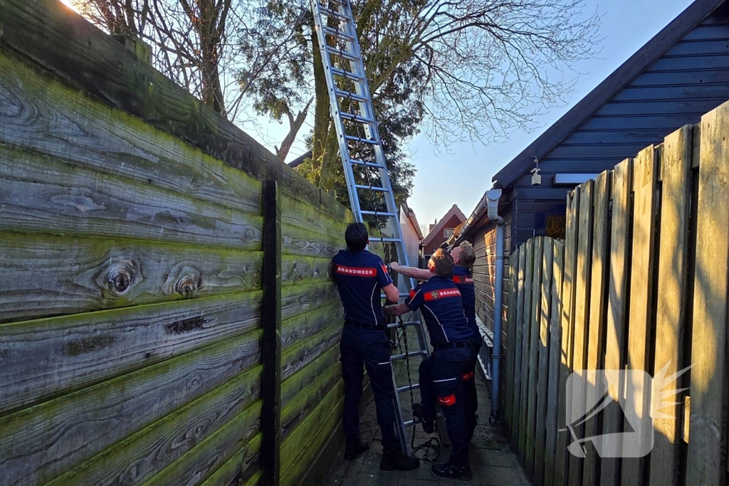 Coco veilig terug bij baasje