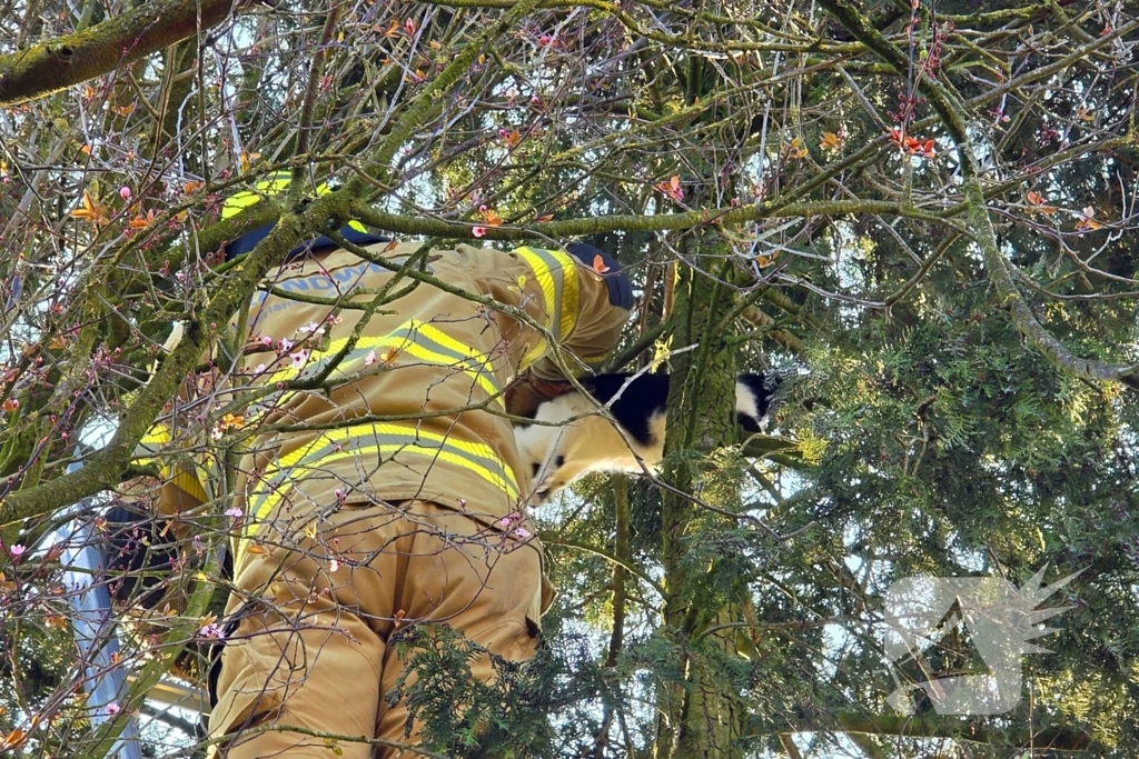 Coco veilig terug bij baasje