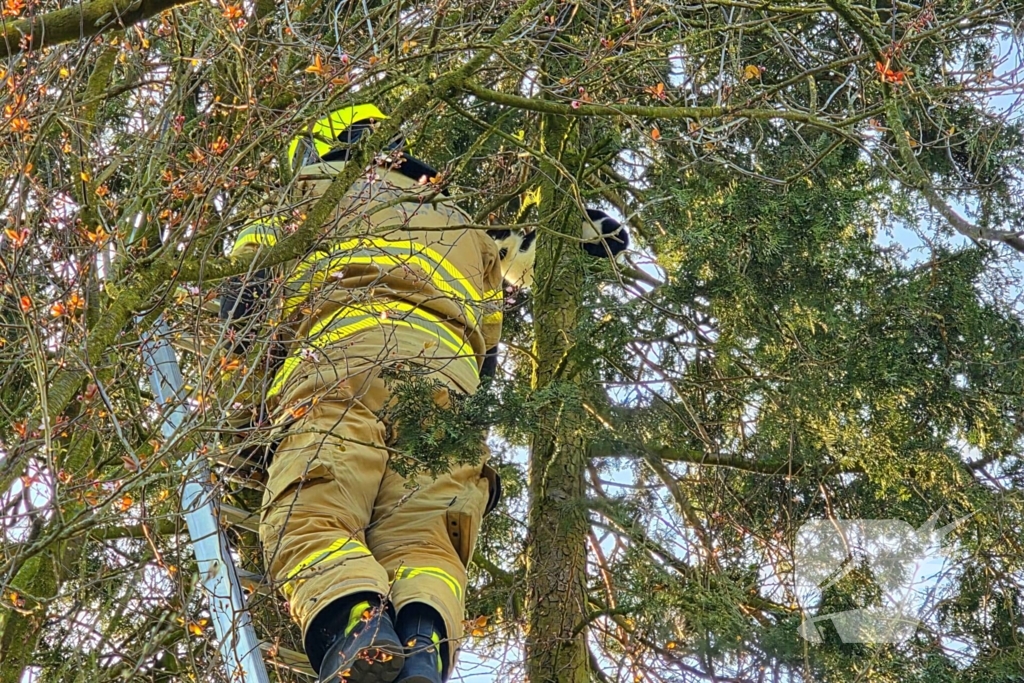 Coco veilig terug bij baasje
