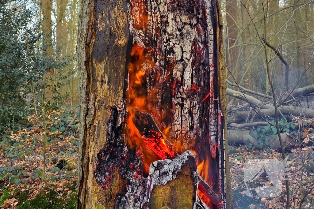 Brand in holle boom zorgt voor flinke rookontwikkeling