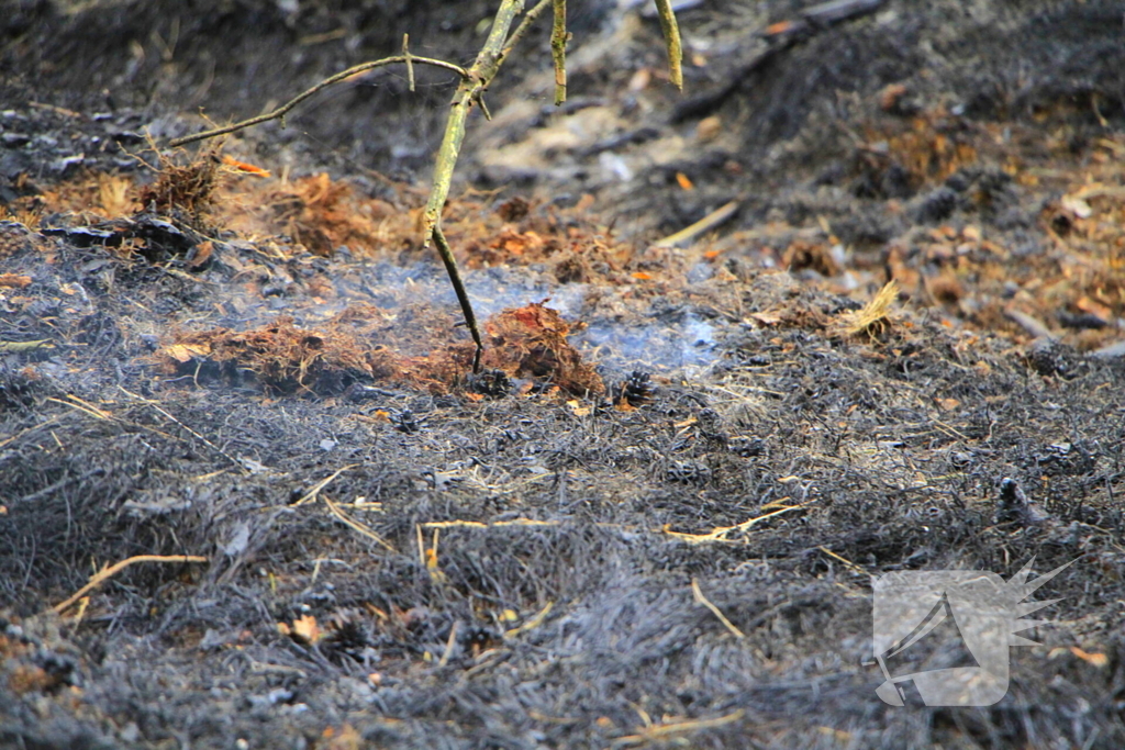 Regen helpt bij blussen van bosbrand welke natuurfotograaf opmerkte