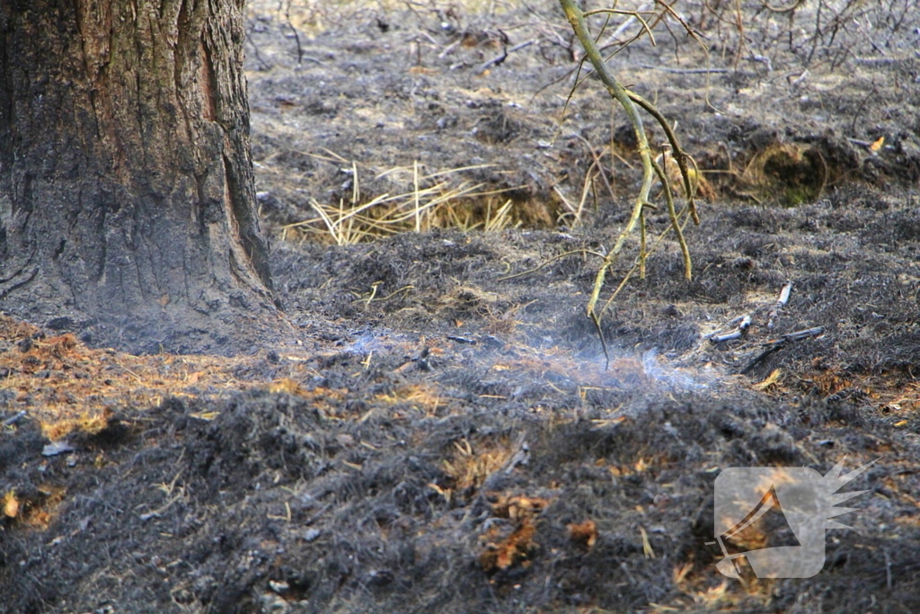 Regen helpt bij blussen van bosbrand welke natuurfotograaf opmerkte