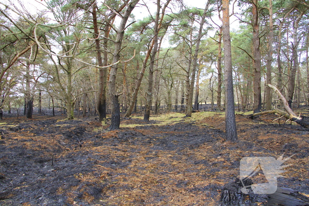 Regen helpt bij blussen van bosbrand welke natuurfotograaf opmerkte