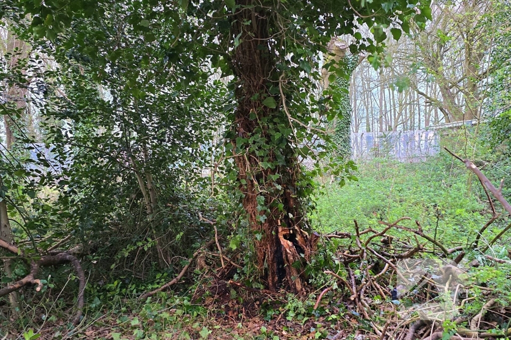 Brandweer dooft brand in boomstam met tuinslang