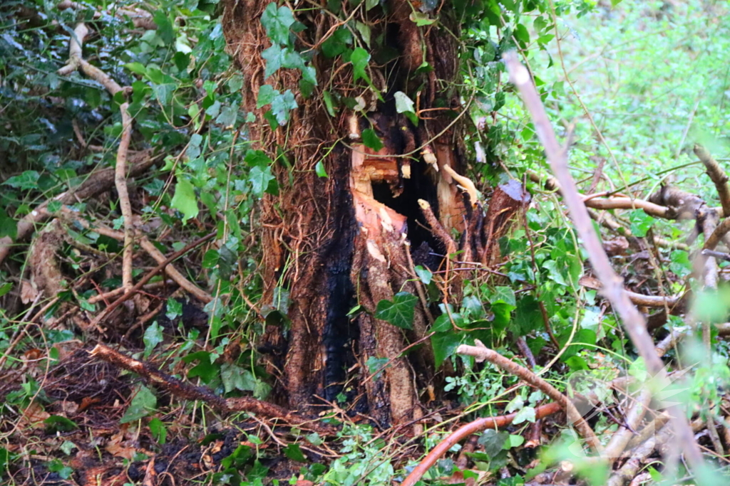 Brandweer dooft brand in boomstam met tuinslang