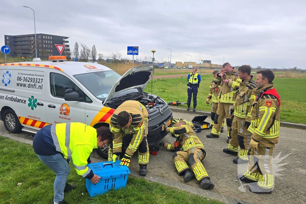 Onverwachte reddingsactie voor gewonde kat