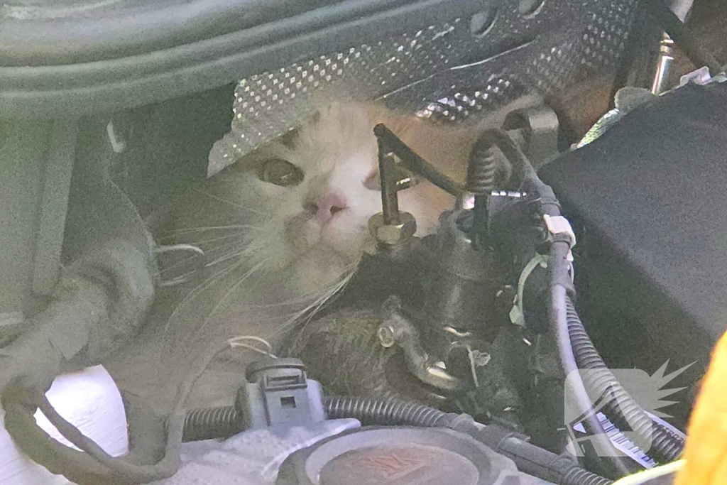 Onverwachte reddingsactie voor gewonde kat