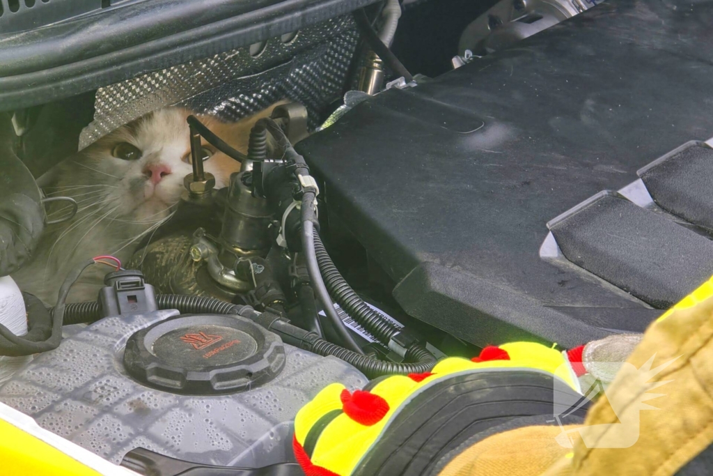 Onverwachte reddingsactie voor gewonde kat