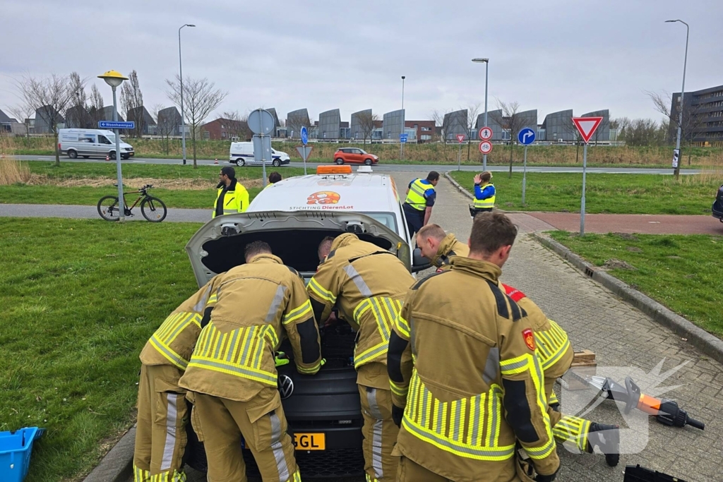 Onverwachte reddingsactie voor gewonde kat