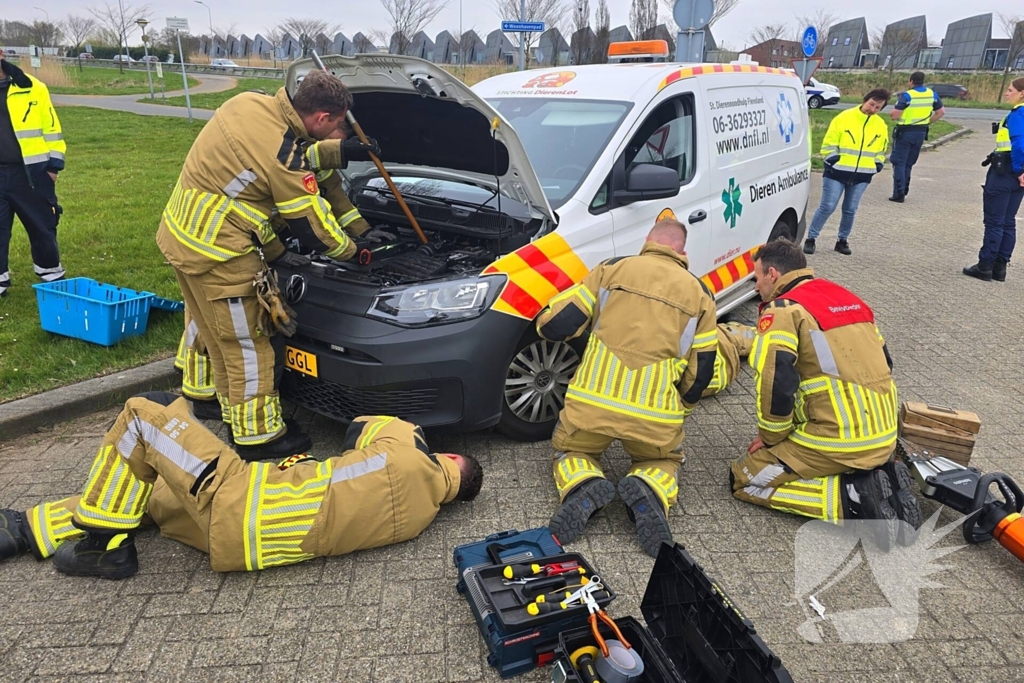 Onverwachte reddingsactie voor gewonde kat