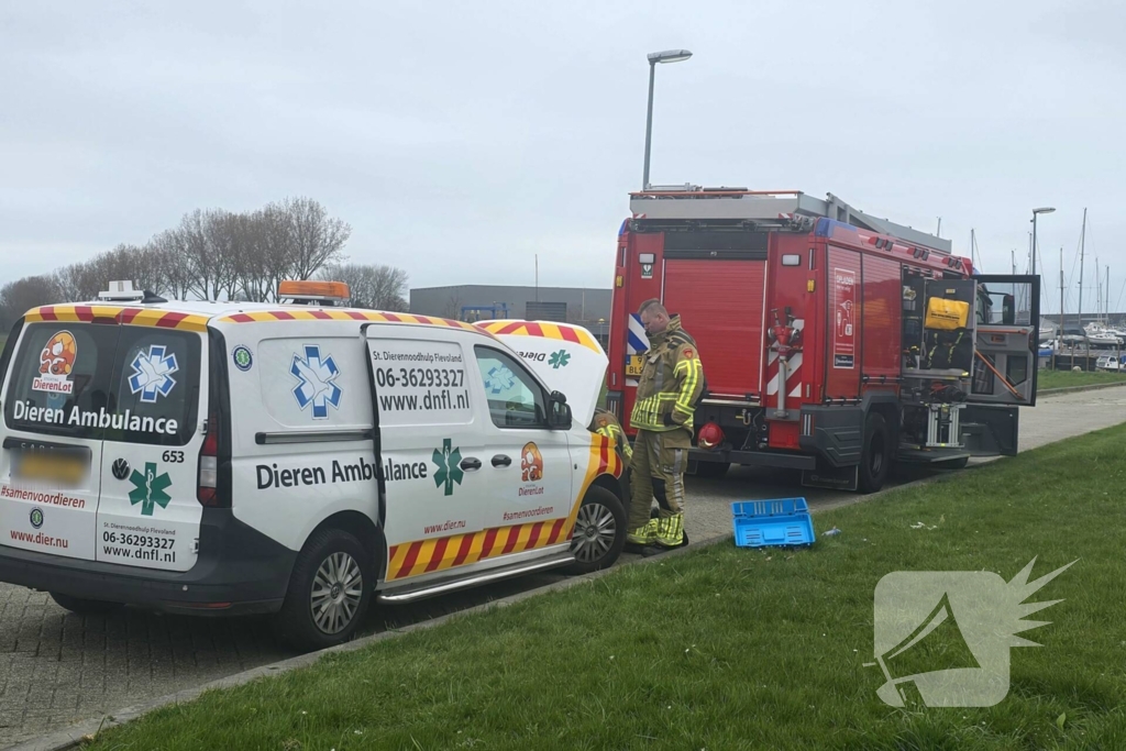 Onverwachte reddingsactie voor gewonde kat